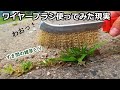 雑草除去 草抜きせずワイヤーブラシを実際に使ってみて分かった実力