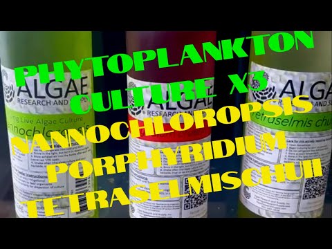 Phytoplankton Culture X3