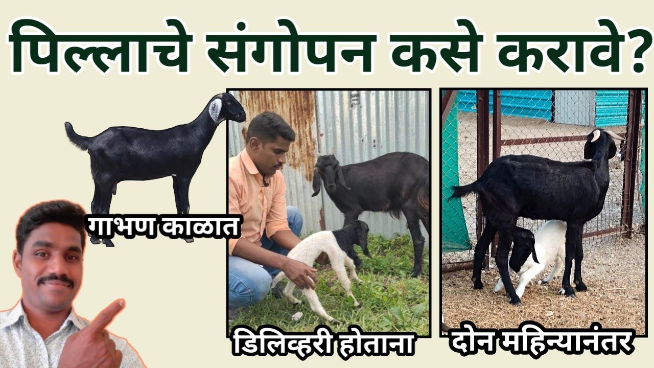 शेळीच्या पिल्लांचे (करडांचे) संगोपन | भोपाळे शेळीपालन फार्म, परभणी. 