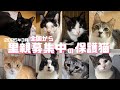 [保護猫]全国からご縁待ち 🫶2025年3月[里親様募集中]の保護猫をご紹介します😺