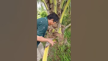 dừa gốc bự nhìn đã thiệt # shorts