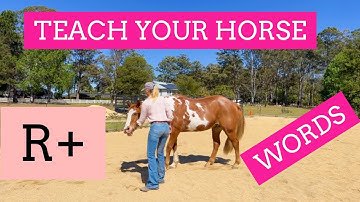 Teaching Horses With Spoken Cues: Pro Tips For Consistent Training | LaraCoventryCox.com