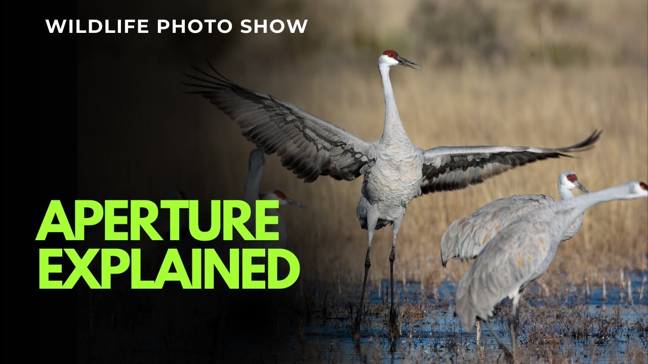 Aperture is one of the three most important settings in photography, and understanding it is key to mastering light, depth of field, and the overall look of your images. But what exactly is an f-stop, and how do you choose the right one? 