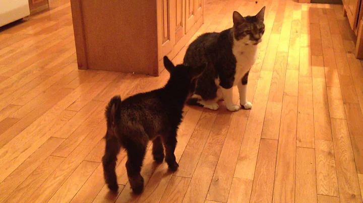 Baby Goat Tries to Headbutt Cat - DayDayNews