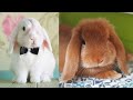 Bunnies being cute  funny and cute baby bunny rabbit  cute baby animals