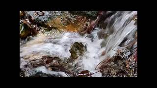 The sound of water flowing,潺潺流水細細聲#nature #water #asmr #garden