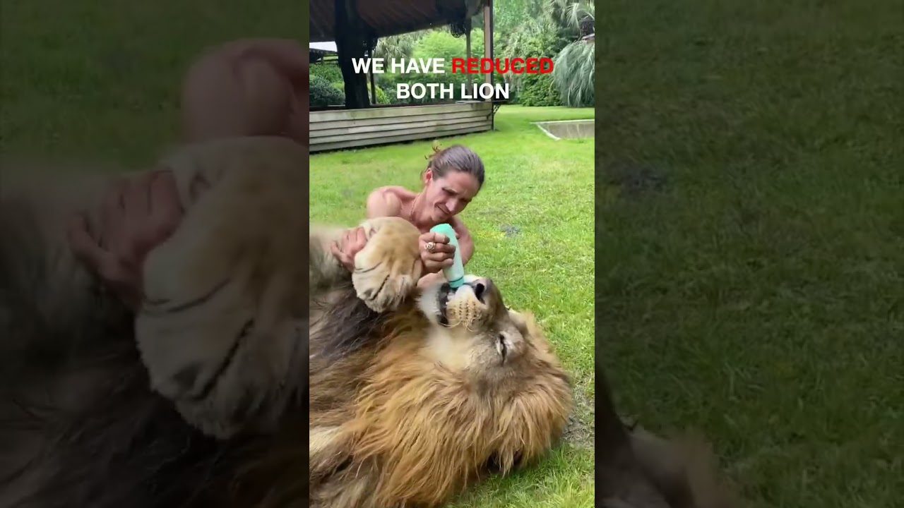 Meet Odin the Liger!