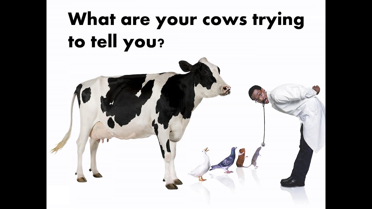 Milk's Fatty Acid Fingerprint: The Dairy Management Tool of the Future, Melissa Woolpert