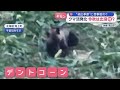 クマ活発化で今秋は出没増?&ldquo;続出季節&rdquo;に目撃相次ぐ ブナの実「豊作」予測も注意!【スーパーJチャンネル】(2026年9月9日)