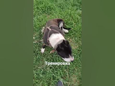 пит буль - YouTube