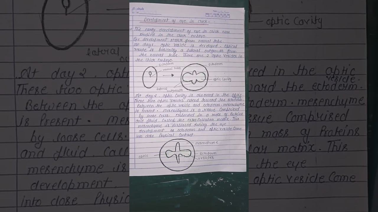 development of eye in vertebrate 