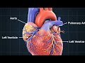 ❤️ Healthy Human Heart Animation | Anatomy in 8 Seconds 🫀 #shorts