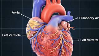 ❤️ Healthy Human Heart Animation | Anatomy in 8 Seconds 🫀 #shorts