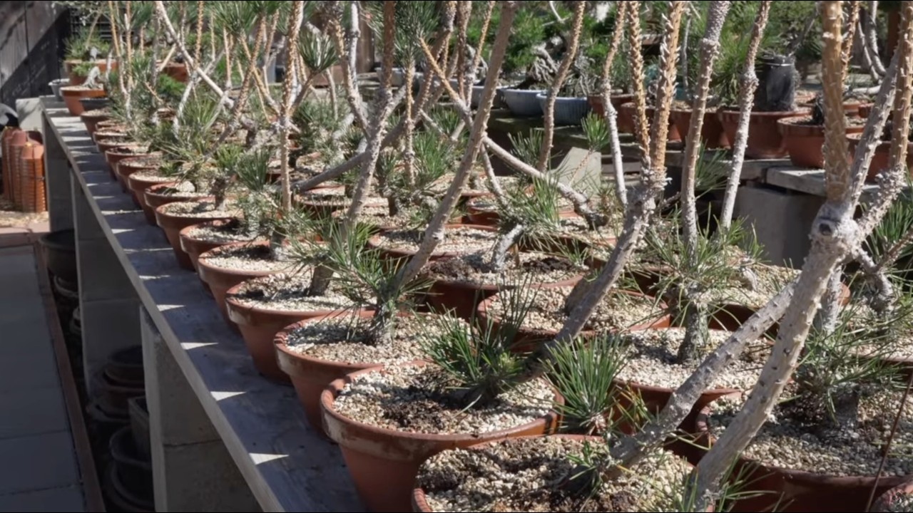 Методы бонсай: создание соснового бонсай с нуля от Йонаса Дюпюиша