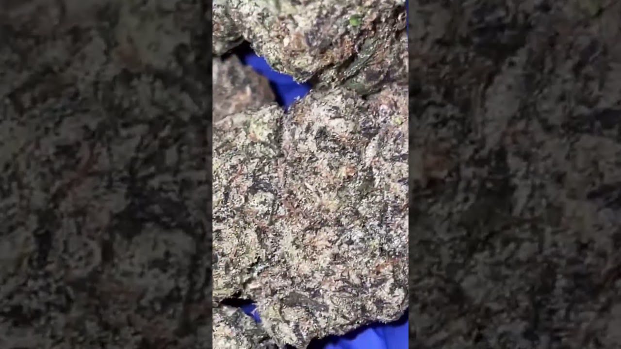 Black cherry biscotti🥶 