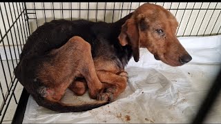 Abandoned, sick and neglected dog was left  to starve to death! . Part 2.