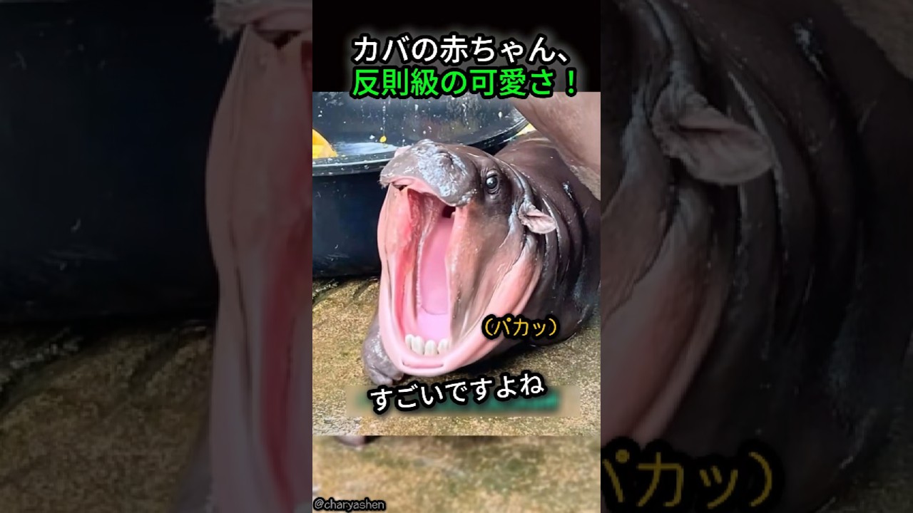 カバの赤ちゃん、反則級の可愛さ！  #ショート #動物