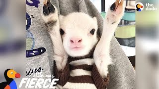 Fuzzy Little Lamb Is Nonstop Chaos | The Dodo Little But Fierce