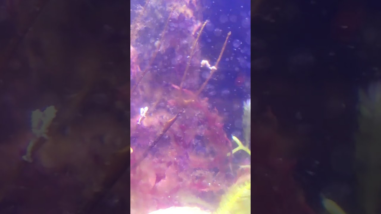 🪸Baby dwarf seahorses🪸 #marinelife #fishtank #fishaquarium #aquascape #aquariumfish #aquarium #fish