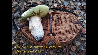 Огромные белый гриб. Поход за грибами 22 октября г. Липецк