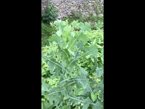 Video: Controllo della lattuga selvatica - Come sbarazzarsi della lattuga spinosa selvatica