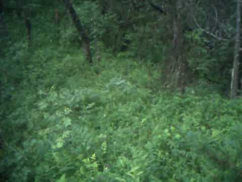 ფოცხვერი თუშეთის ეროვნულ პარკში | Lynx at Tusheti National Park