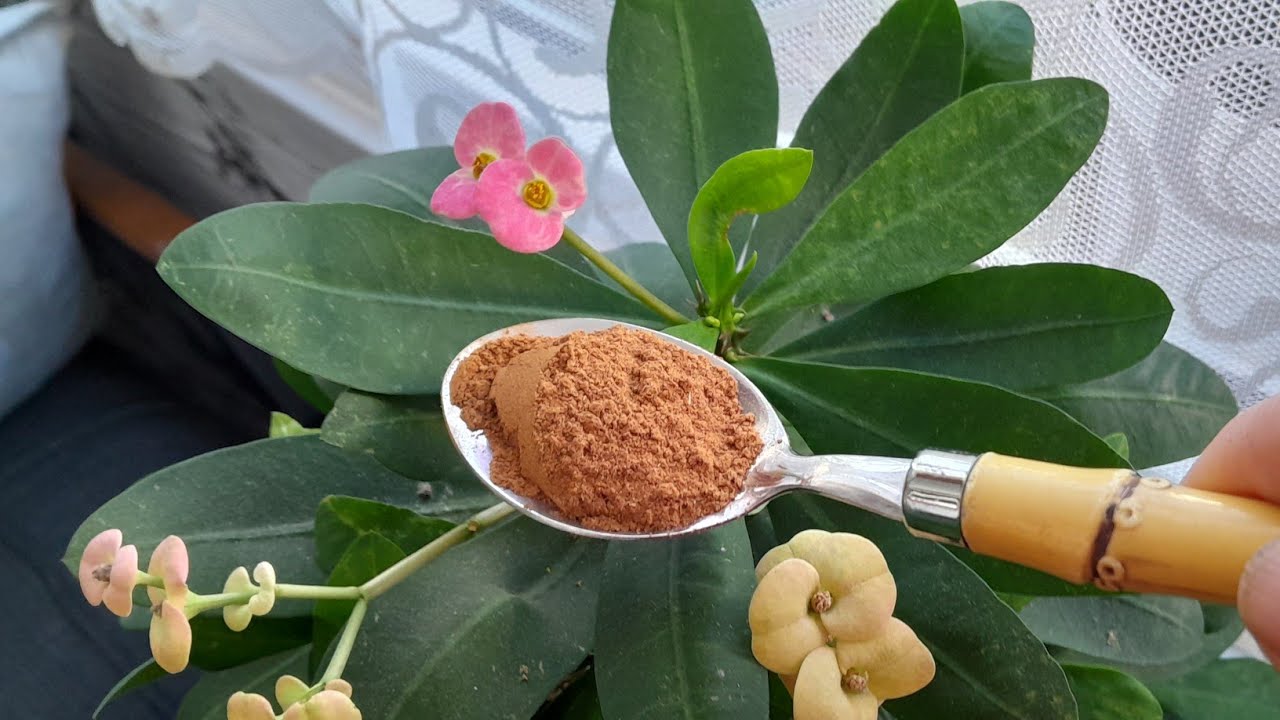 📣DİKENLER TACI ÇÎÇEĞİNİ BU KÜRLE KIŞA NASIL HAZIRLARIZ⁉️#çiçekbakımı #flower#garden #plants 