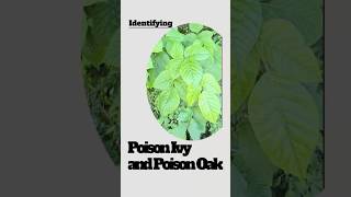 Poison Ivy Precautions & Urushiol Explained (Part 2)