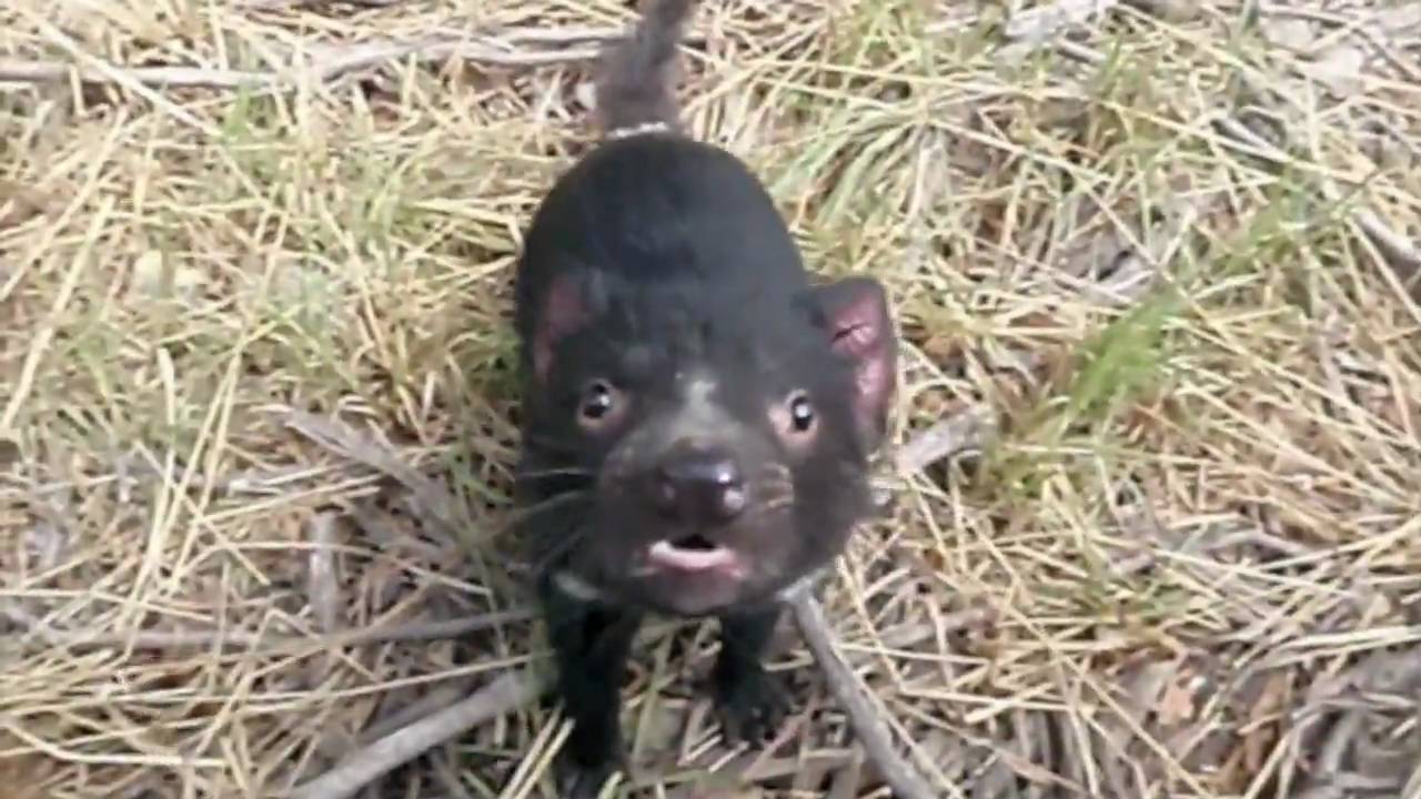 16cm groß Wild Planet Neuware Tasmanischer Teufel ca