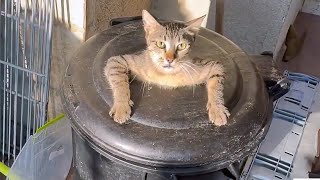 FUNNIEST Pet Bloopers | Dog and Cat Videos