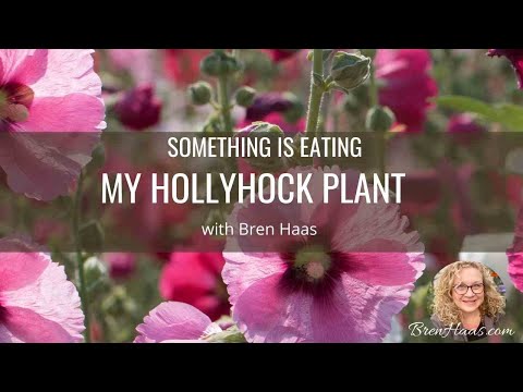Video: Hollyhock Pest Control