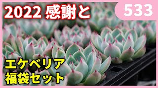 2022 Last and Echeveria Lucky Bag Set by Gardening Channel 533