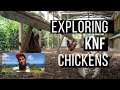 KNF Chickens Hawaii  |  Ocean Grace Farms