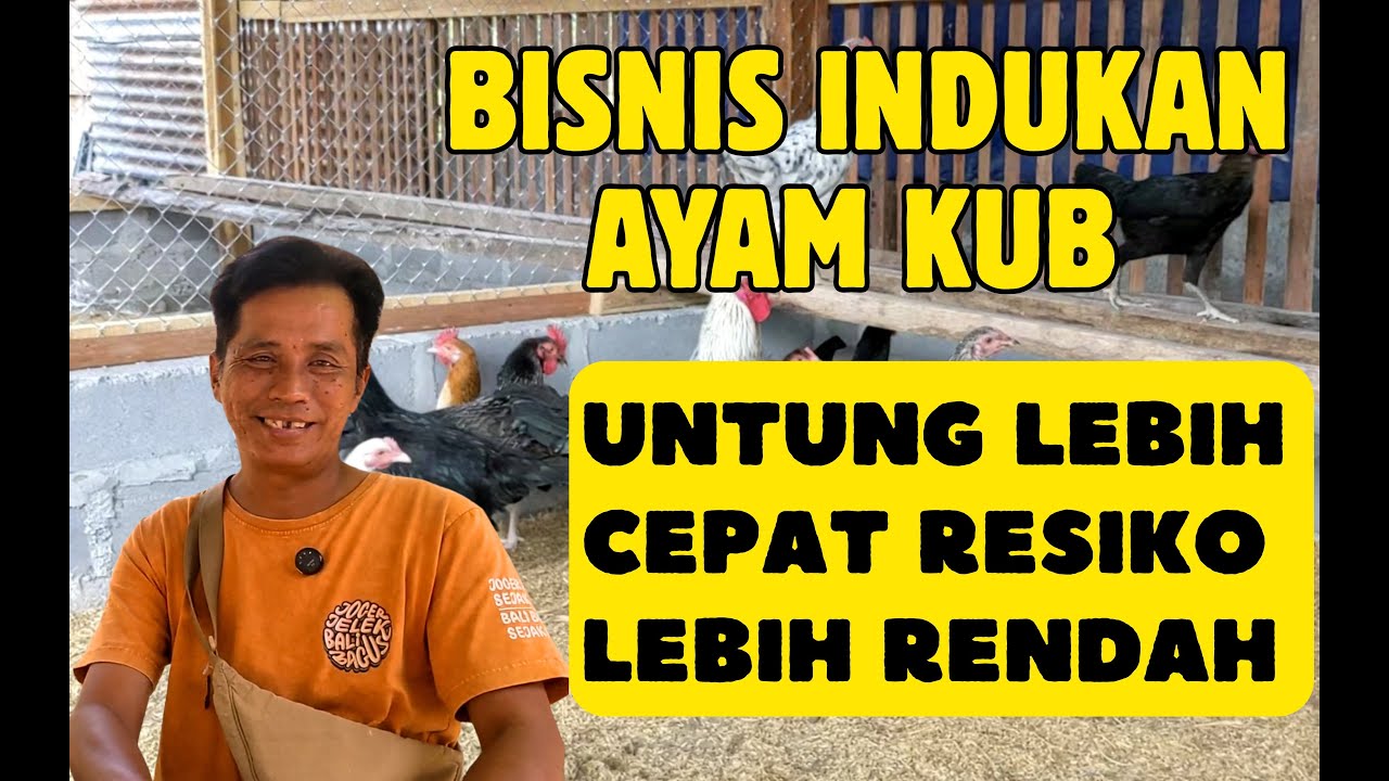 Cara Beternak Indukan Ayam KUB: Panduan Lengkap untuk Pemula