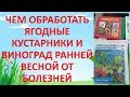 ЧЕМ ОБРАБОТАТЬ ВЕСНОЙ ЯГОДНЫЕ КУСТАРНИКИ И ВИНОГРАД ОТ БОЛЕЗНЕЙ. Весенняя обработка сада от болезней