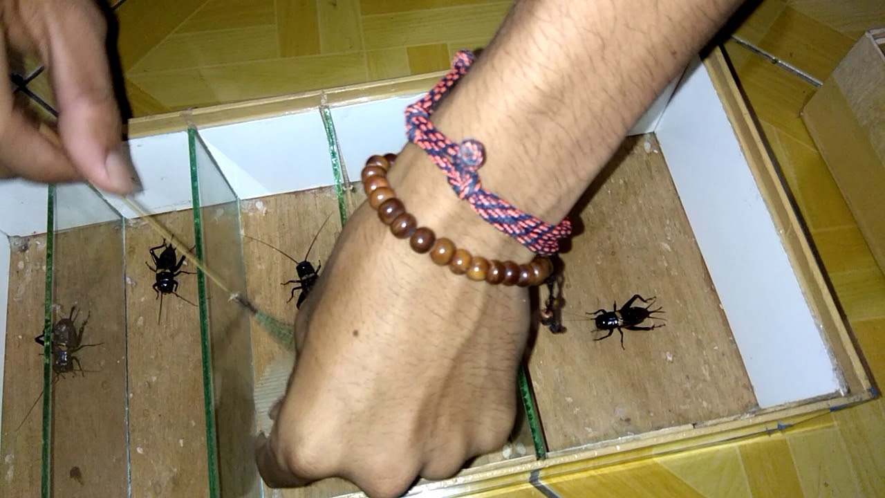 Jangkrik BOS 