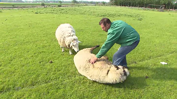 Können Schafe im Stehen schlafen?