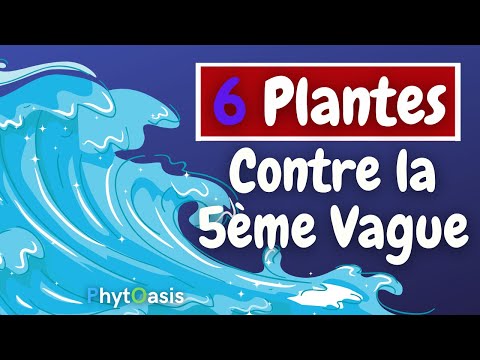 Rhume, Toux, Grippe, Covid: Quelles sont les Plantes et Huiles Essentielles Parfaites en Hiver?