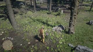 RDR2 Violet Snowdrop Location | พิกัดไวโอเล็ต สโนดรอป