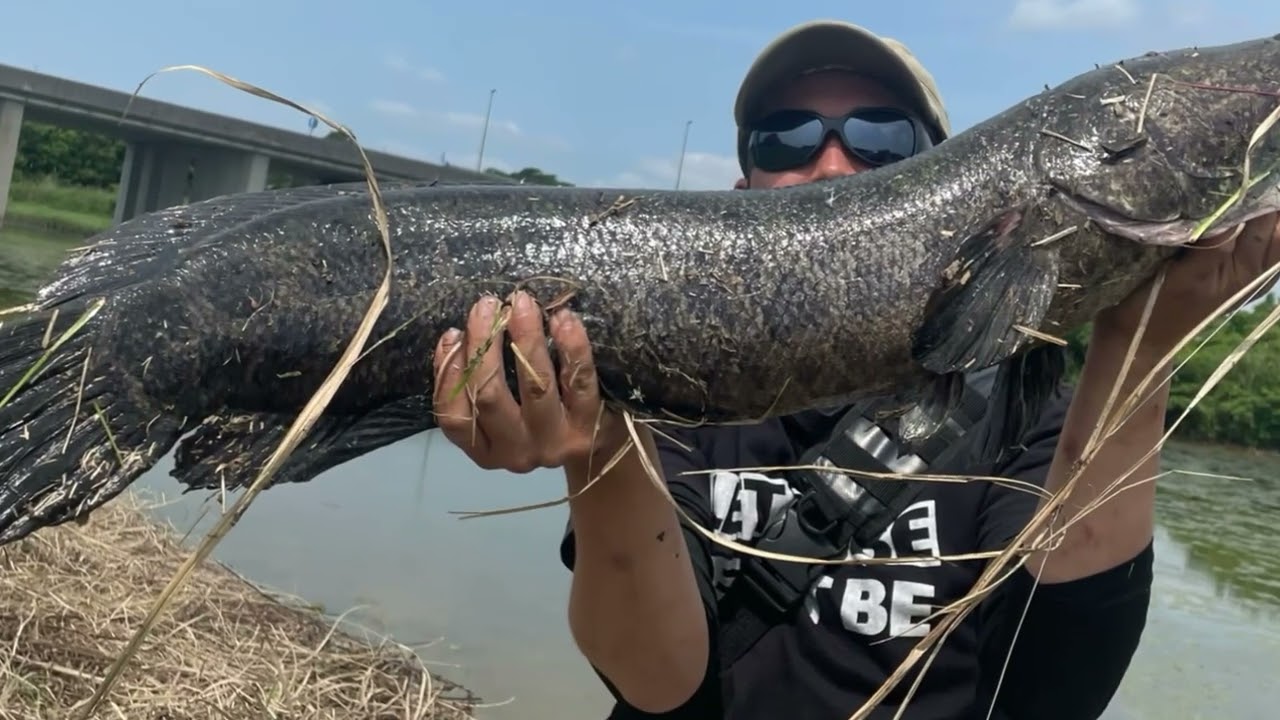 雷魚　フロッグ　ナマズ　バス　アナコンダ　フィネス　怪魚　トップ 雷魚 フロッグ ナマズ バス トップ 怪魚 アナコンダ レア ボンバー