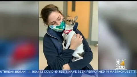 'Adorable' Chihuahua Looking To Be Adopted After Owner Dies Of Coronavirus