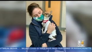 'Adorable' Chihuahua Looking To Be Adopted After Owner Dies Of Coronavirus