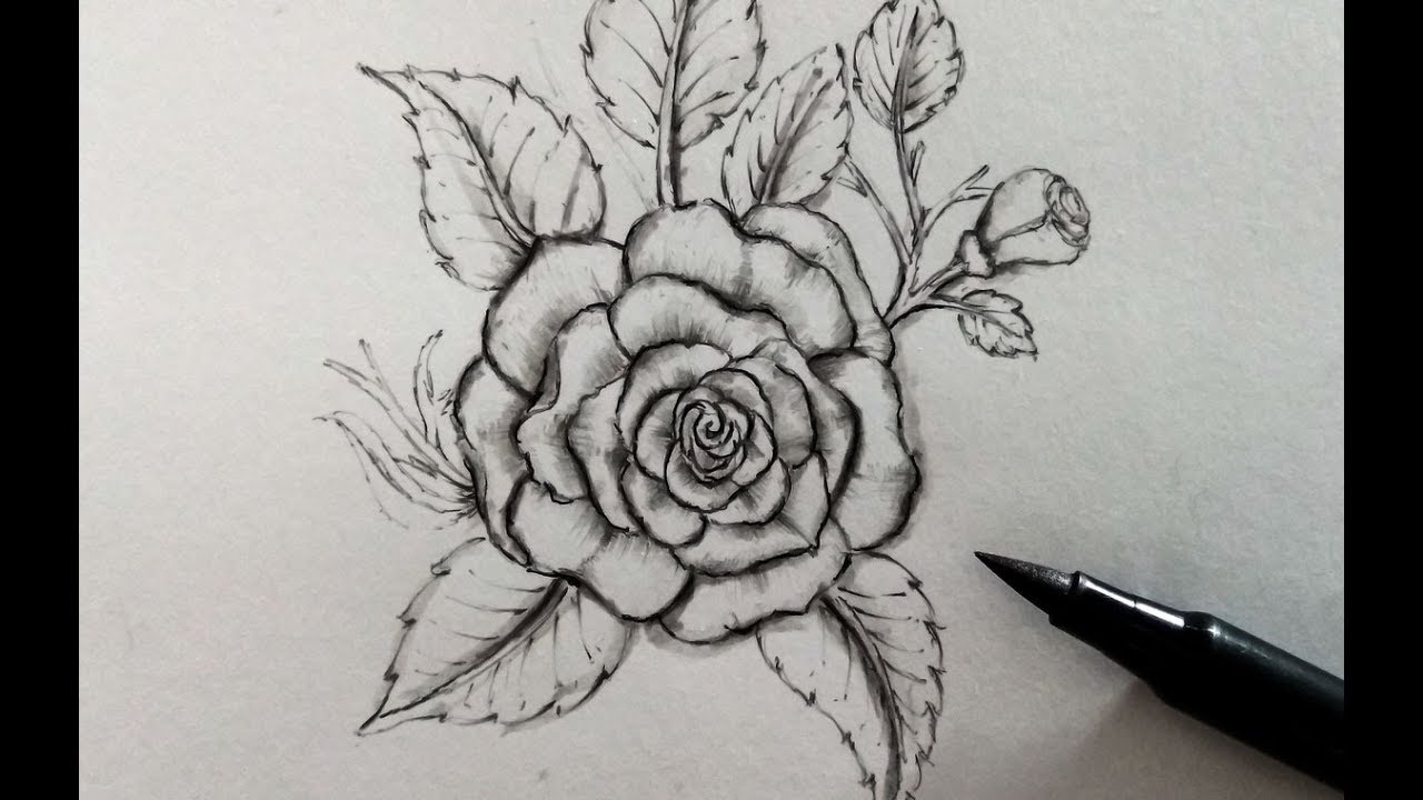 Rose Pencil Drawing Easy - bestpencildrawing