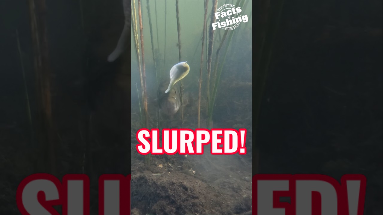 Largemouth slurps a Berkley Flux Gill. #shorts