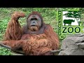 Cincinnati Zoo Tour & Review with The Legend