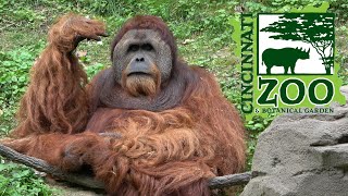 Cincinnati Zoo Tour & Review with The Legend