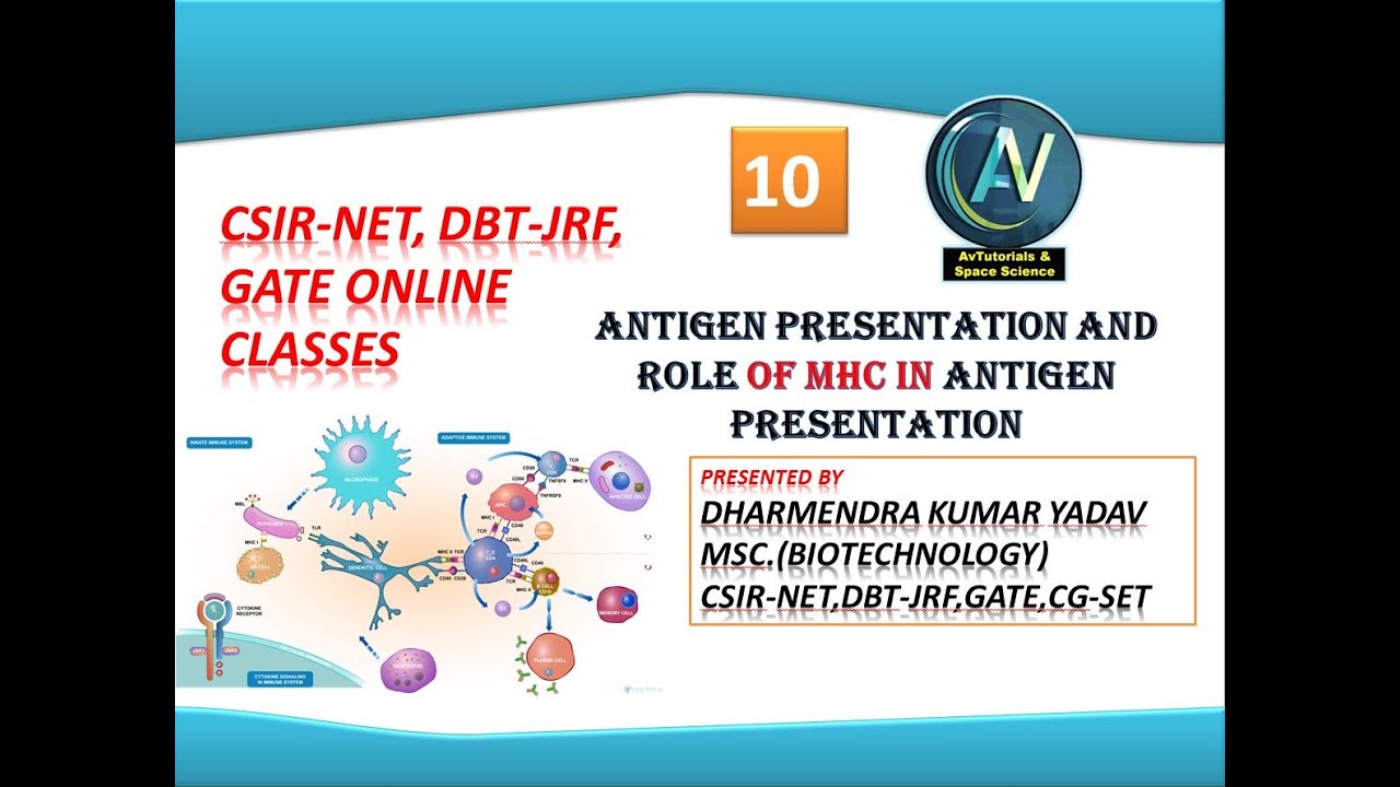 Antigen presentation and role of MHC in antigen presentation (Csir-NET,DBT-JRF,GATE) ONLINE CLASS