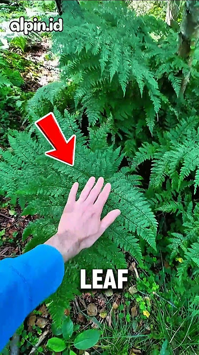Don't Touch These Leaves‼️