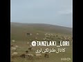 شعر طنز لکی در مورد کرونا