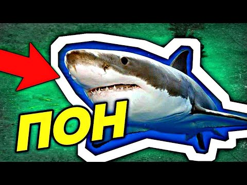 АКУЛА ПОН — ОТКУДА МЕМ? 🦈 Акула Говорит Пон | Откуда Мем с Белой Акулой Которая Говорит Слово Пон 🤪